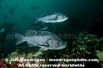 Black Rockfish photos