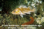 Copper Rockfish photos