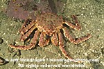 Alaskan King crab photos
