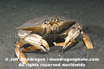 Dungeness Crab photos