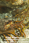 California Spiny Lobster pictures