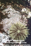 Green Sea Urchin photos