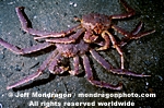 Red King Crab images