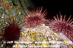 Red Sea Urchins images