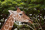 Reticulated Giraffe pictures
