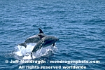 Common Dolphin images