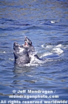 Northern Elephant Seals images