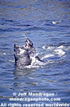 Northern Elephant Seals pictures