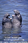 Northern Elephant Seals images