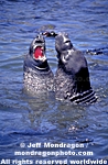 Northern Elephant Seals pictures