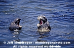 Northern Elephant Seals pictures