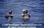 Northern Elephant Seals images