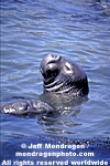 Northern Elephant Seal images