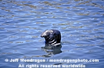 Northern Elephant Seal images