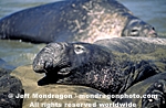 Northern Elephant Seal images