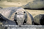 Northern Elephant Seal images
