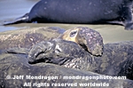 Northern Elephant Seals photos