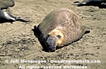 Northern Elephant Seal photos