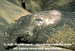 Northern Elephant Seal images
