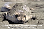 Northern Elephant Seal images