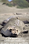 Northern Elephant Seal pictures