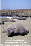 Northern Elephant Seal pictures