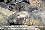 Northern Elephant Seal pictures
