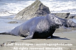 Northern Elephant Seal photos