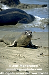 Northern Elephant Seal photos