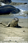 Northern Elephant Seal images