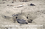 Northern Elephant Seal pictures