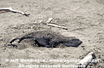 Northern Elephant Seal images