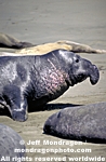 Northern Elephant Seal photos