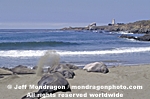 Northern Elephant Seals photos
