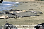 Northern Elephant Seals pictures