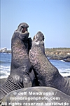 Northern Elephant Seals pictures