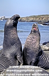 Northern Elephant Seals photos