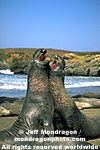 Northern Elephant Seals photos