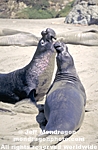 Northern Elephant Seals images