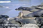 Northern Elephant Seals images