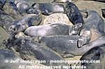 Northern Elephant Seals photos