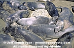 Northern Elephant Seals pictures