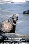 Northern Elephant Seals images