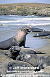 Northern Elephant Seals pictures