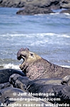 Northern Elephant Seals photos