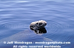 Northern Elephant Seal images