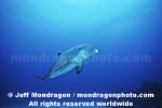 Atlantic Bottlenose Dolphin photos