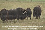 Musk Ox images