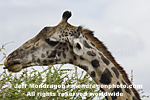 Masai Giraffe images