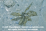 Brown Algae/Seaweed photos